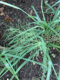 Image result for Eragrostis aspera