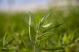 Check spelling or type a new query. Vild Mad Grassleaf Orache