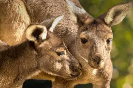 Like cows, kangaroos can chew their cud. Kangaroo And Wallaby San Diego Zoo Animals Plants