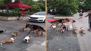 The german shepherd is a tall, athletic dog with an alert, strong, and confident demeanor. German Shepherd Dog Chased By Corgi Puppies Youtube