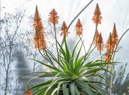Image result for Aloe pienaarii