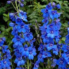 Delphinium Blue Donna