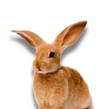 Uterine Tumours Care Information For Your Rabbit
