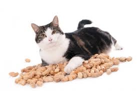 That moment when it goes from creamy and wonderful to dry and crusty. Can Cats Eat Peanut Butter 5 Precautions To Take Honest Paws