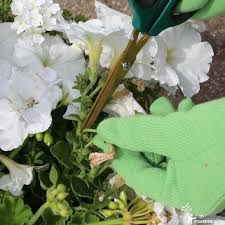 Pin On Gardening Indoor And Out