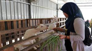 New managing director for sabah tnb. Bahmarilah A Weekend Getaway To Kundasang Hello Sabah