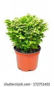 Image result for Selaginella lewalleana