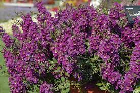 Pin On Garden Flowers