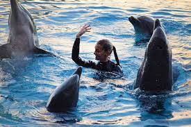 Diventare un addestratore di delfini, da sogno a realtà - StylePiccoli