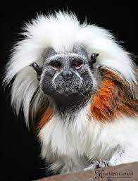 I Took This Picture At The Utica Zoo I Was So Amazed At These Little Monkeys And Had To Capture Their Essence And Weird Animals Animal Faces Animals And Pets