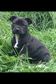 6 Week Black And White Pitbull Puppy Staffordshire Bull Terrier Puppy Abertillery Blaenau Gwent Pets4homes Bull Terrier Puppy Staffordshire Bull Terrier Puppies Bully Breeds Dogs