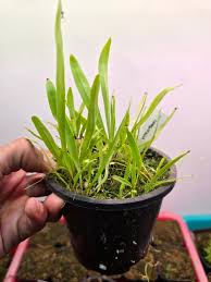 Image result for Utricularia formula