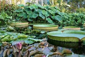 In zeiten von corona stehen die sicherheit und die gesundheit unserer gäste und unseres personals an erster. Okologisch Botanischer Garten Bayreuth Kunstverein Kulmbach
