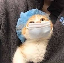 Cute Cats Pretty Cats Cute A Place For Really Cute Pictures And Videos Animals Animal Cats Cat Pet Pets P In 2020 Cute Animals Cute Baby Cats Cute Cats