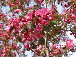 Check spelling or type a new query. Ellen S Top 5 Trees Barcham