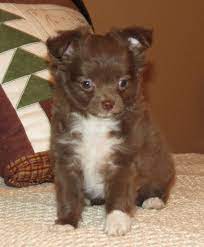 Will X Raisin Chocolate Longcoat Male Chihuahua Puppy Cute Chihuahua Chihuahua Puppies Chihuahua Love