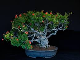 Walmart.com has been visited by 1m+ users in the past month Pin On Bonsai