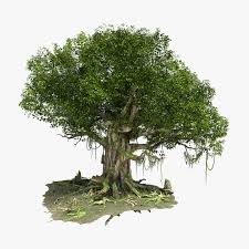 Fantastic Tree Model 3d Model Banyan Tree Bonsai Trees To Plant Tree