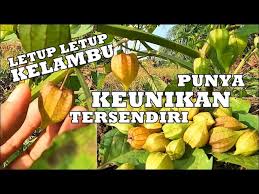 Gratis untuk komersial tidak perlu kredit bebas hak cipta. Buah Rare Letup Letup Kelambu Miliki Segudang Manfaat Youtube
