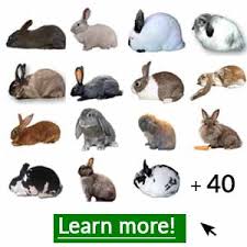 What Is A Lionhead Rabbit Lifespan Care Faq