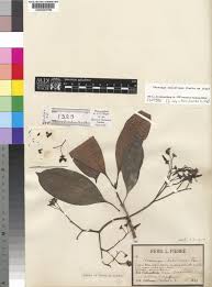 Image result for Voacanga pachyceras