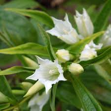 Image result for Gentiana asclepiadea alba