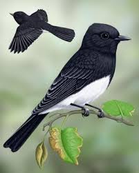 Black Bird With White Stripes On Wings And Tail Black Phoebe Whatbird Com Black Bird Tattoo Black Bird Birds Tattoo
