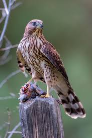 Small Birds Of Prey South Africa Winged Jewels Cooper S Hawk Juvinile By Joshua Tillman Pet Birds Bird Species South Africa Wildlife