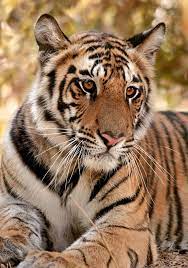 Young Male Tiger Tiger Pictures Animals Animals Beautiful