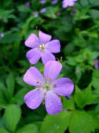 Image result for Geranium