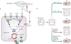 Image result for Targeted Cancer Therapy