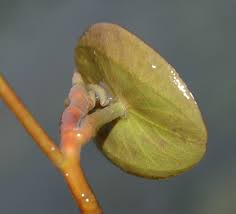 Image result for Brasenia