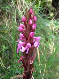 Image result for Disa stairsii