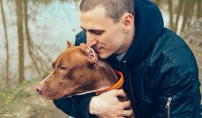 Staffordshire Bull Terrier Dog Breed Profile