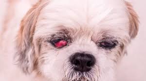 But did you know cat pink eye exists, too? Cherry Eye In Dogs Symptoms Treatment Bow Wow Meow