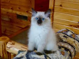 More information about ragdoll breed is here Ragdoll Cats For Sale Chicago Il 290450 Petzlover
