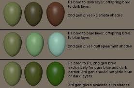 Black Copper Marans Egg Color Chart Google Search