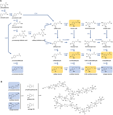 Middle lamella is mainly composed of. Tailoring Renewable Materials Via Plant Biotechnology Biotechnology For Biofuels Full Text