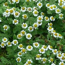 Growing Medicinal Herbs In Ontario Medicinal Herbs Herbs Medicinal Plants