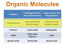Maybe you would like to learn more about one of these? Category Building Blocks Of The Cell Monomer Larger Units Of The Cell Polymers Carbohydrates Monosaccharide Simple Sugar Polysaccharide Complex Ppt Download