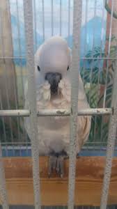 View location, address, reviews and opening hours. Exotic Birds Of Denver 4796 S Broadway Englewood Co 80113 Usa