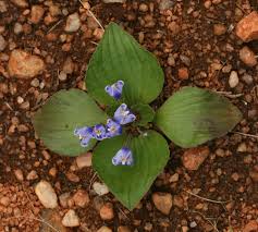 Image result for Craterostigma nummulariifolium