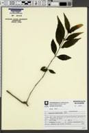 Image result for Justicia buchholzii