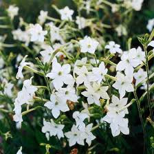 Elenco dei 10 fiori più profumati al mondo. 8 Piante Fiorite Gradevolmente Profumate Guida Giardino