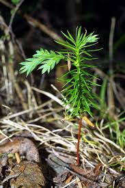 Image result for Libocedrus plumosa