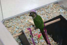 Ünlü ve amatör yazarlardan en güzel pet shops near me that sell bird kitapları incelemek ve satın almak için tıklayın. Birds Sandy S Pet Shop