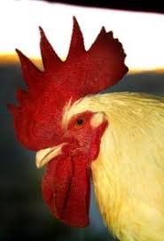 Chickens do have brains, yes. Inside The Brain Of A Chicken News In Science Abc Science