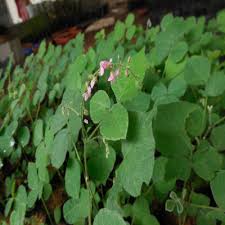 Image result for Pseudarthria