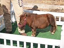 Miniature Horse Wikipedia