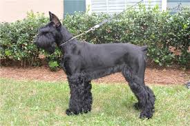 Black And Silver Giant Schnauzer Puppies For Sale 7 Month Old Giant Schanuzer Schnauzer Giant Schnauzer Fluffy Dogs